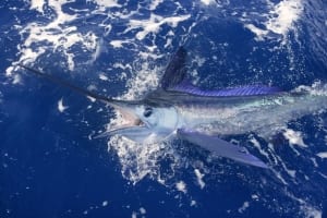 Photo of a Fiesty Marlin on One of the Premier Fishing Charters in Myrtle Beach.